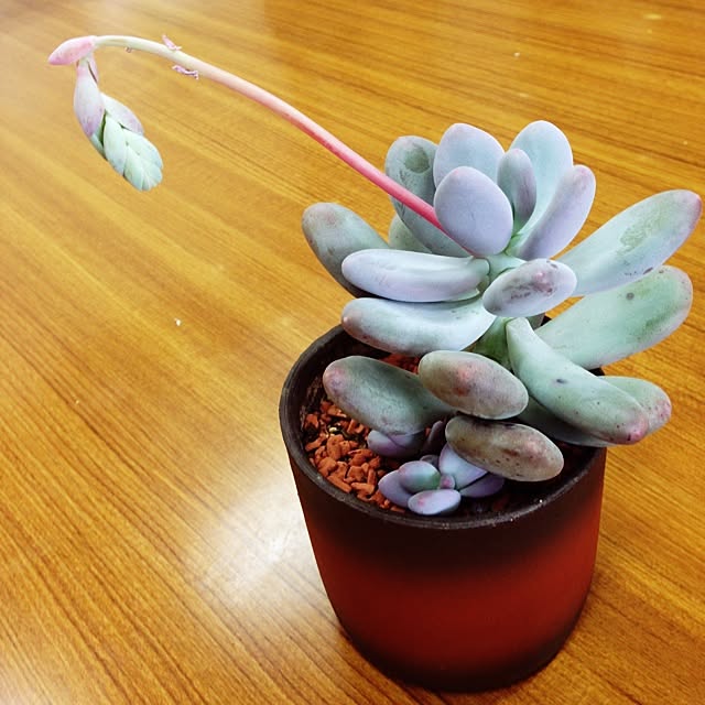 kkaaooさんの実例写真