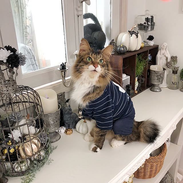 yuchiさんの実例写真
