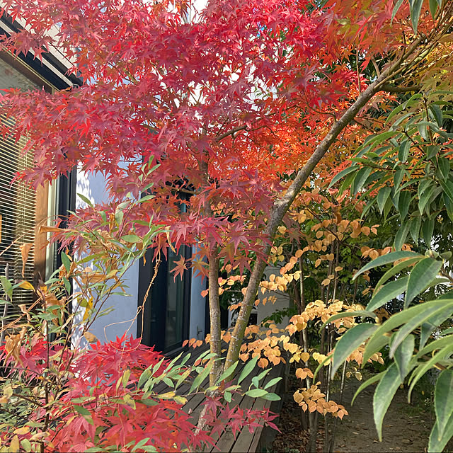 mkさんの実例写真