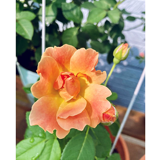 CoCo0617さんの実例写真