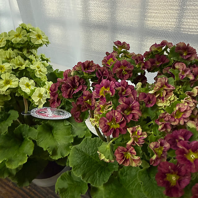 prelumoさんの部屋