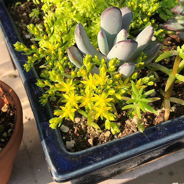 beautifulflowerさんの実例写真