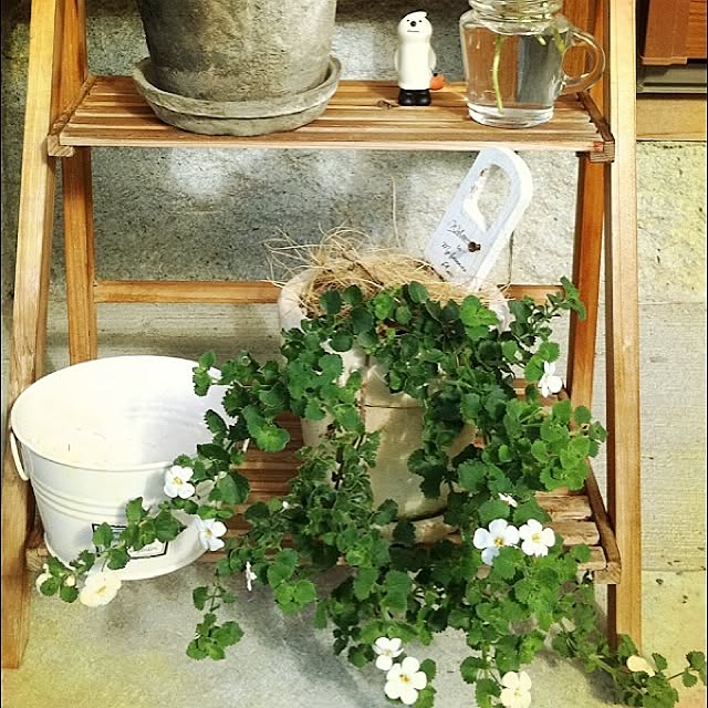 玄関/入り口/植物のインテリア実例 - 2013-10-27 01:37:59