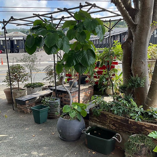 玄関/入り口/観葉植物/植物のインテリア実例 - 2024-09-12 09:59:25