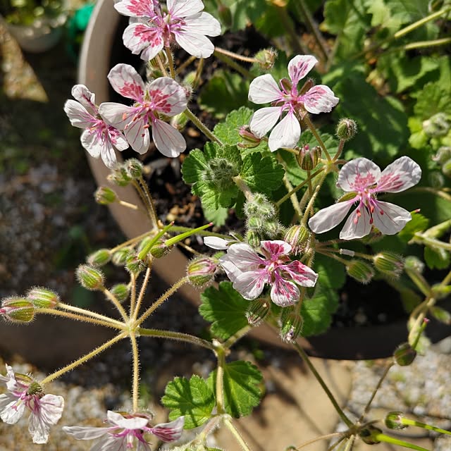 salacocoさんの部屋