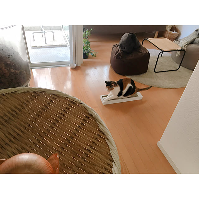 warashibeさんの実例写真