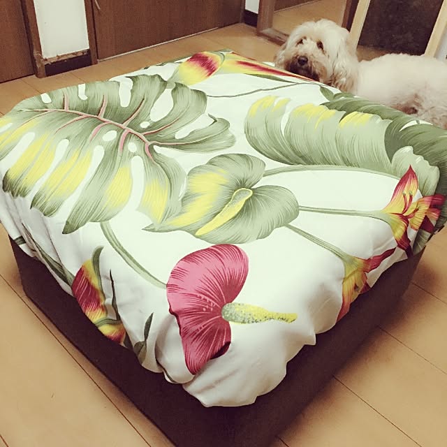 Mikuさんの実例写真