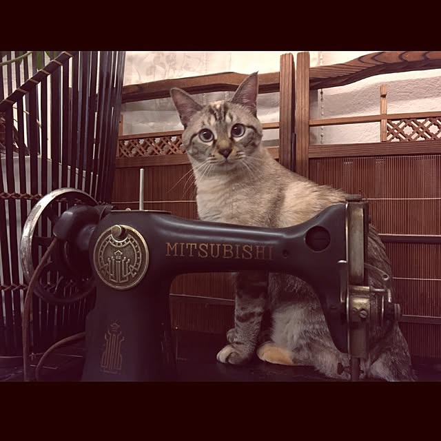 mjさんの実例写真