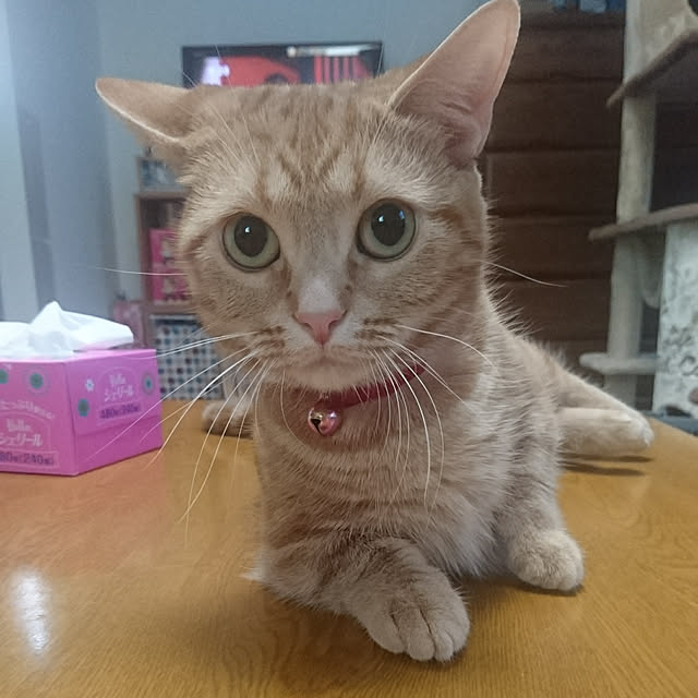 shinobuさんの実例写真