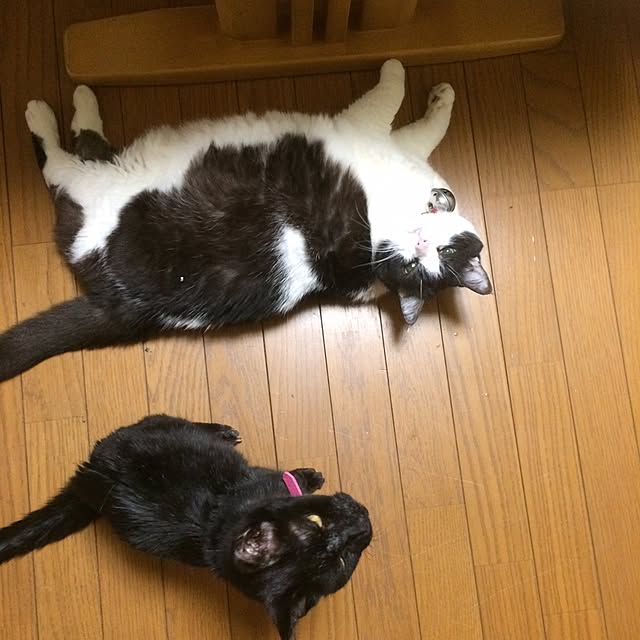 maimaiさんの実例写真