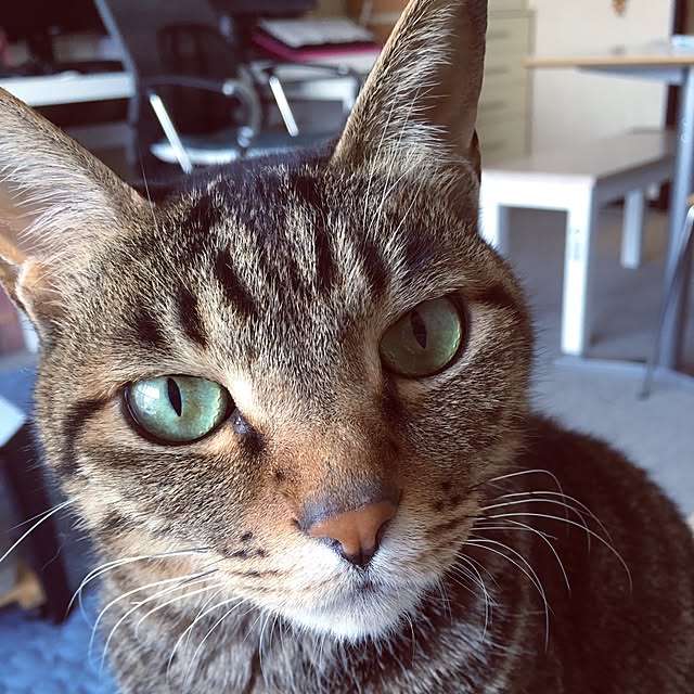 shigimiさんの実例写真