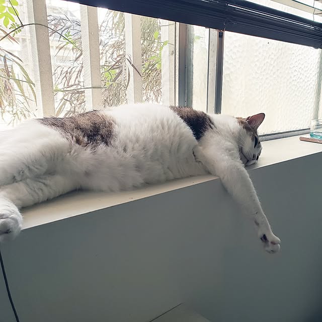 hajiroさんの実例写真