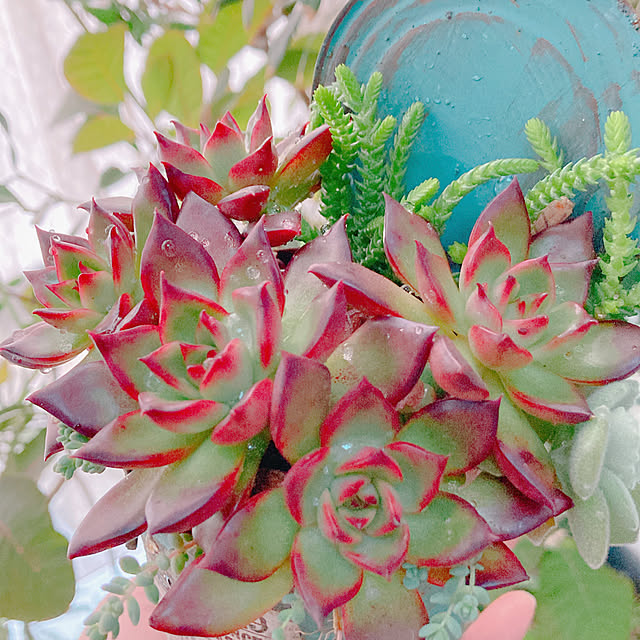 Hanakaさんの部屋