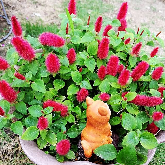 katさんの実例写真