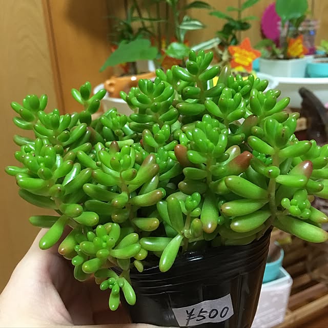 CHIROさんの実例写真