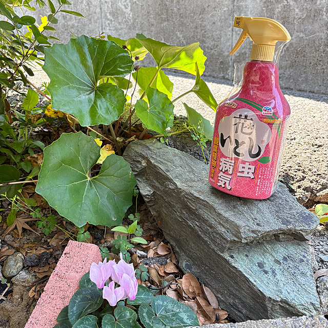 SIELUさんの部屋