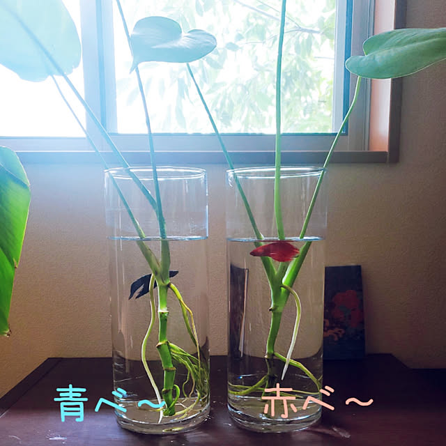 mikoさんの実例写真