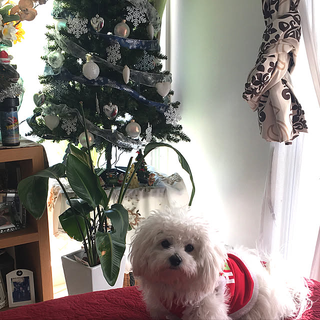 クリスマスツリー/ベッド周りのインテリア実例 - 2020-12-06 11:13:16