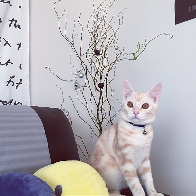 hiyupan88さんの実例写真