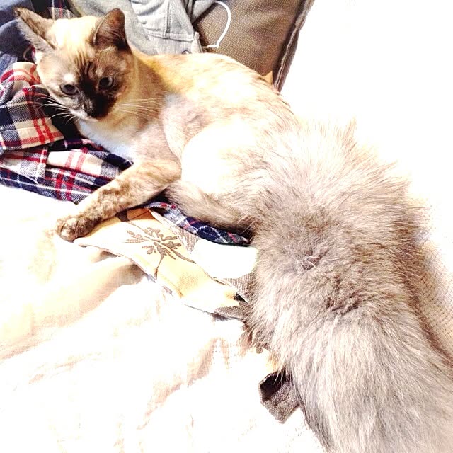 Hitomiさんの実例写真
