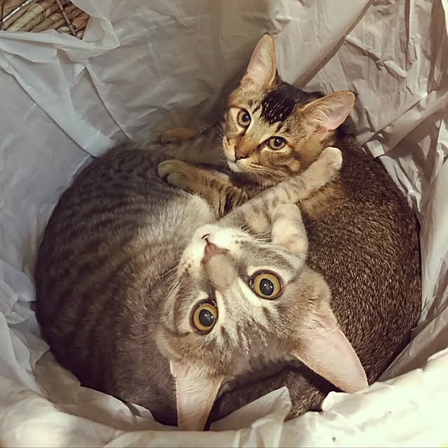 ma-ya-sunsunさんの実例写真