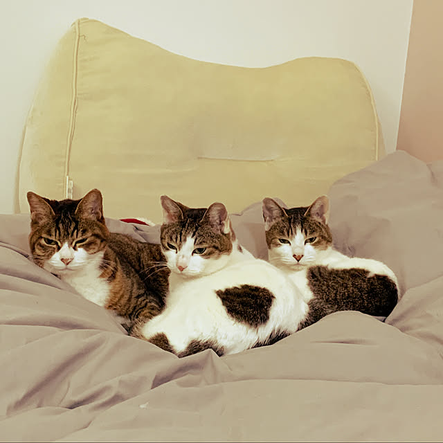 ascさんの実例写真