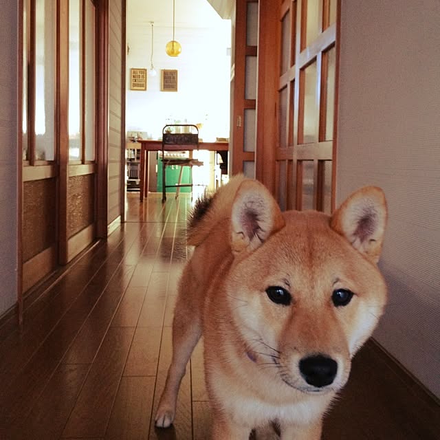 botanさんの実例写真