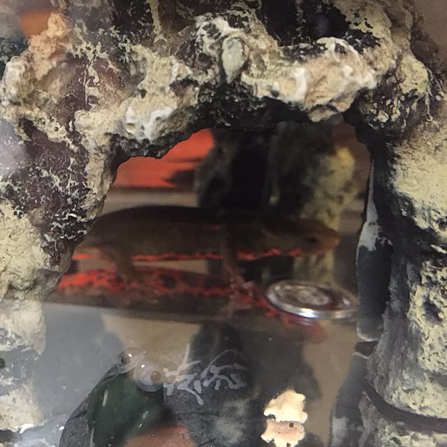 lucy0214さんの実例写真