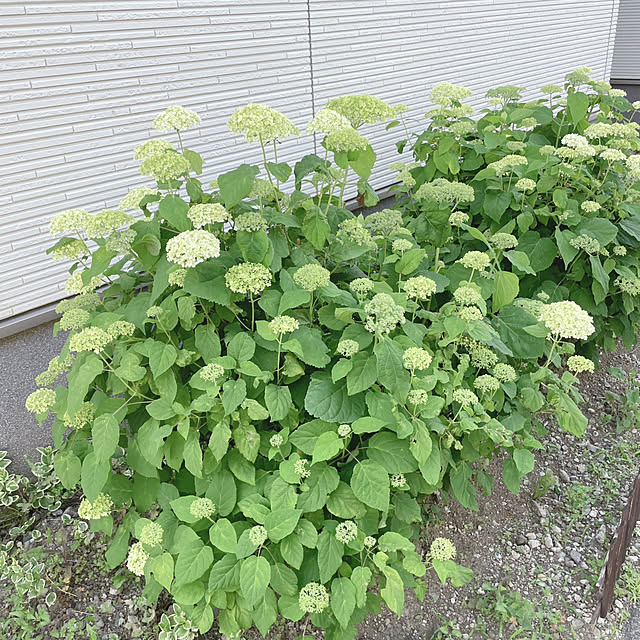 sayさんの実例写真