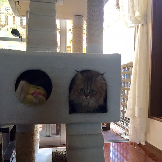 butachanさんの実例写真