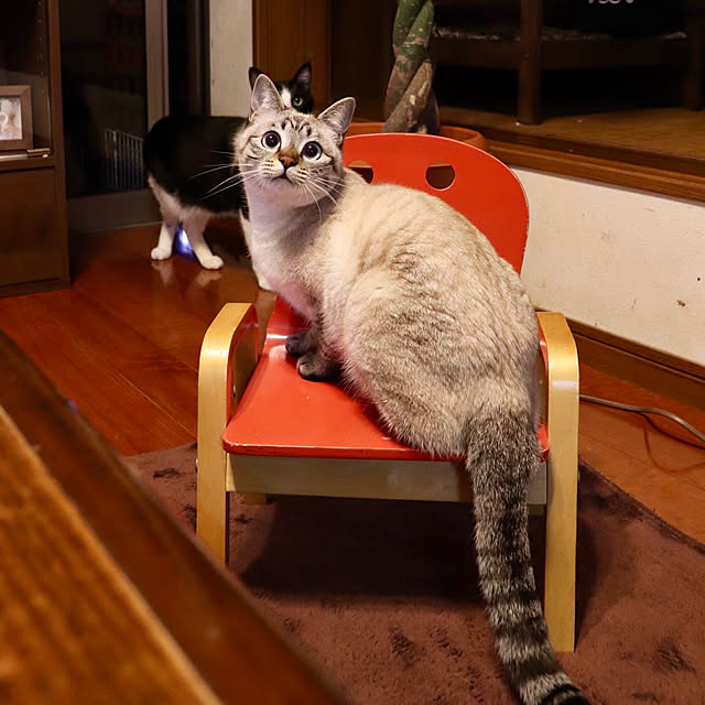 butachanさんの実例写真
