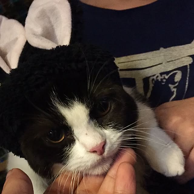 butachanさんの実例写真