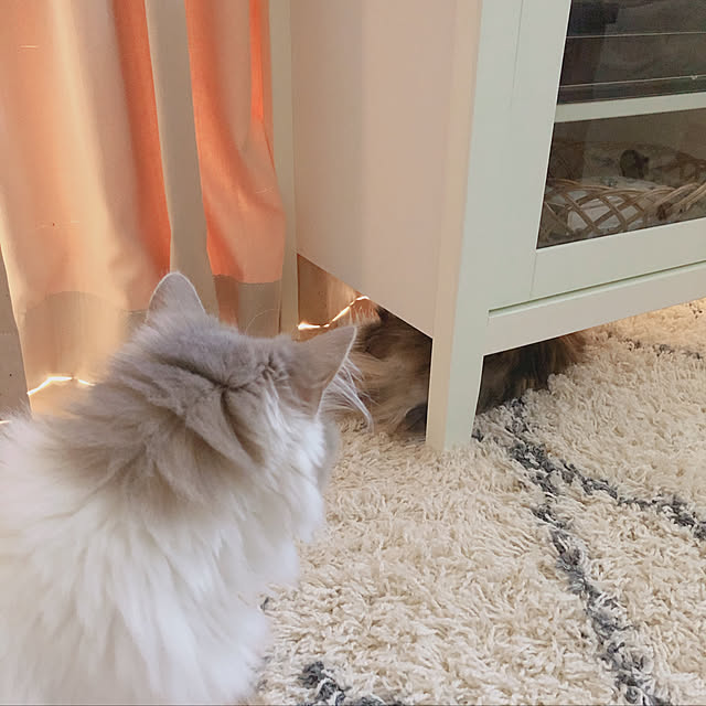 adelaさんの実例写真