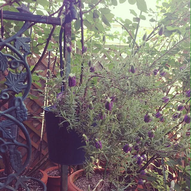 lavender_roseさんの実例写真