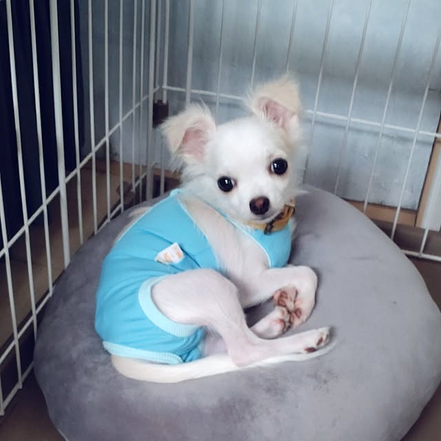 実例写真