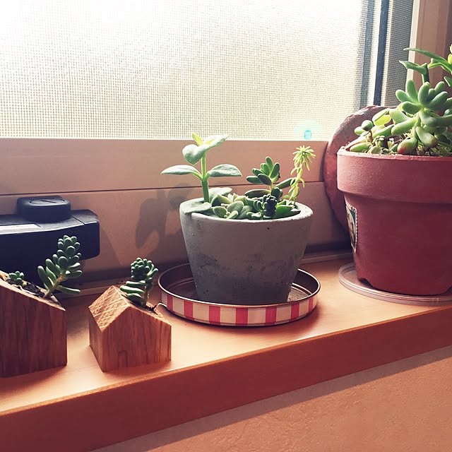 棚/植物/多肉植物/セリアのインテリア実例 - 2016-05-23 11:30:54
