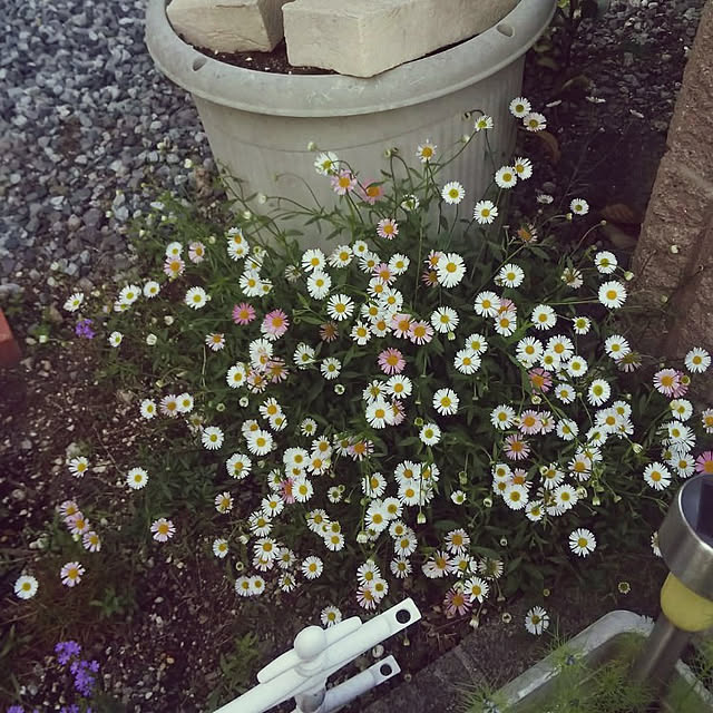 chiikokunさんの実例写真