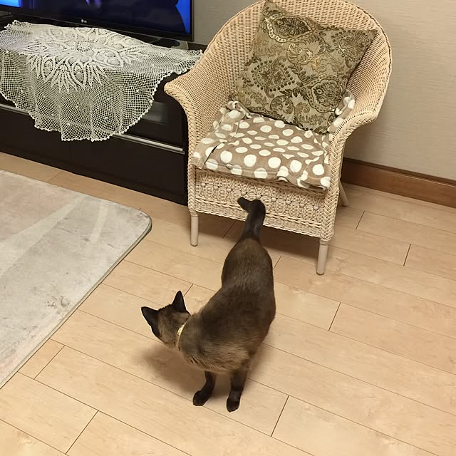 dodoさんの実例写真