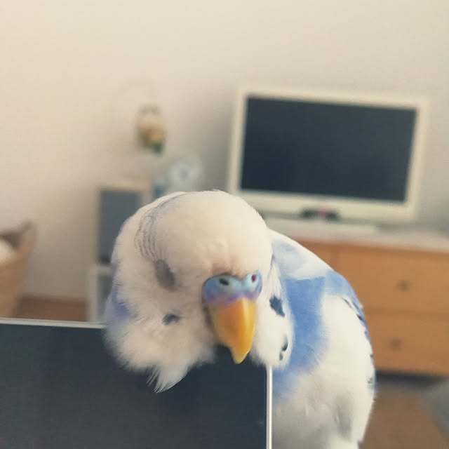 cocoamilkさんの実例写真
