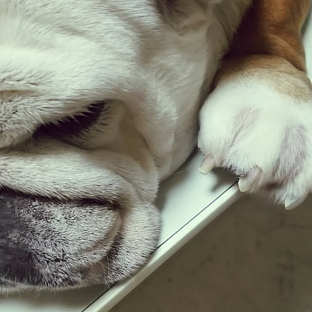 panchobiさんの実例写真