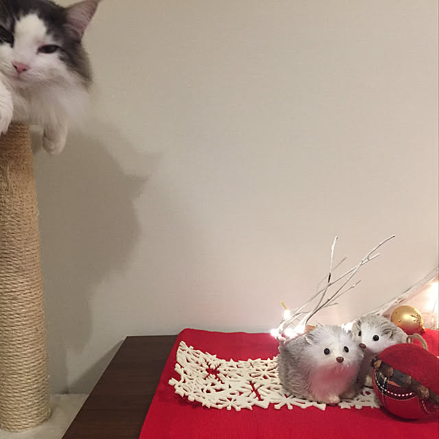 mofさんの実例写真
