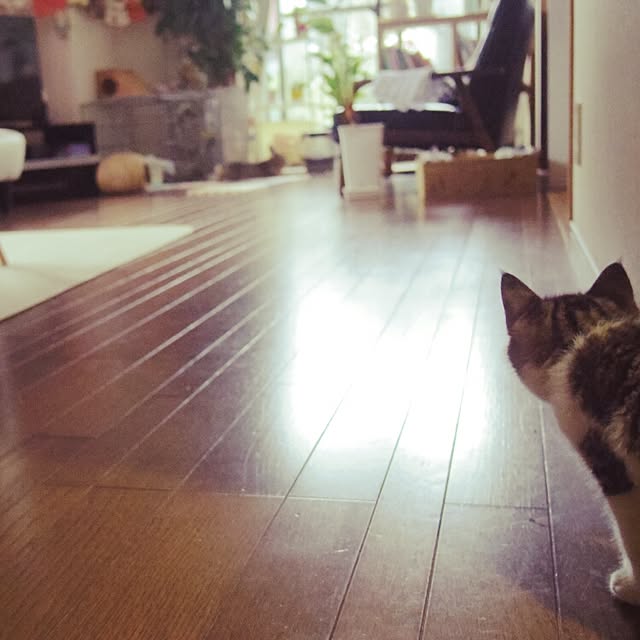 pochiageさんの実例写真
