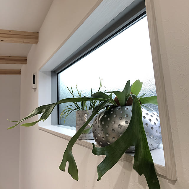 hoominさんの実例写真