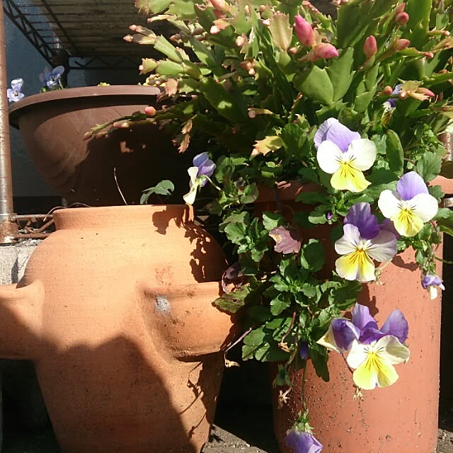 kikuさんの実例写真