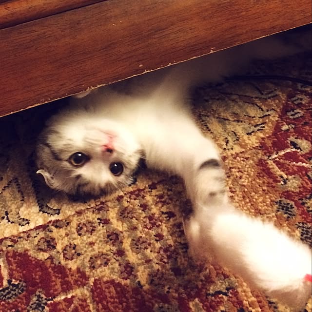 yokkochanさんの実例写真