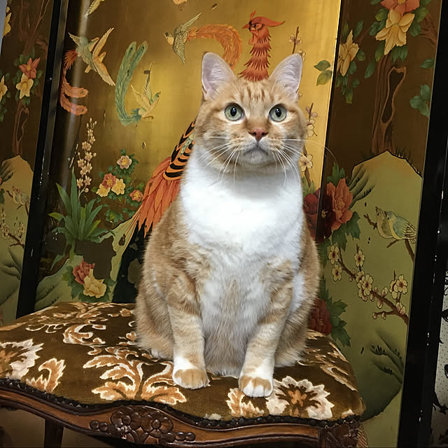 nyantaさんの実例写真