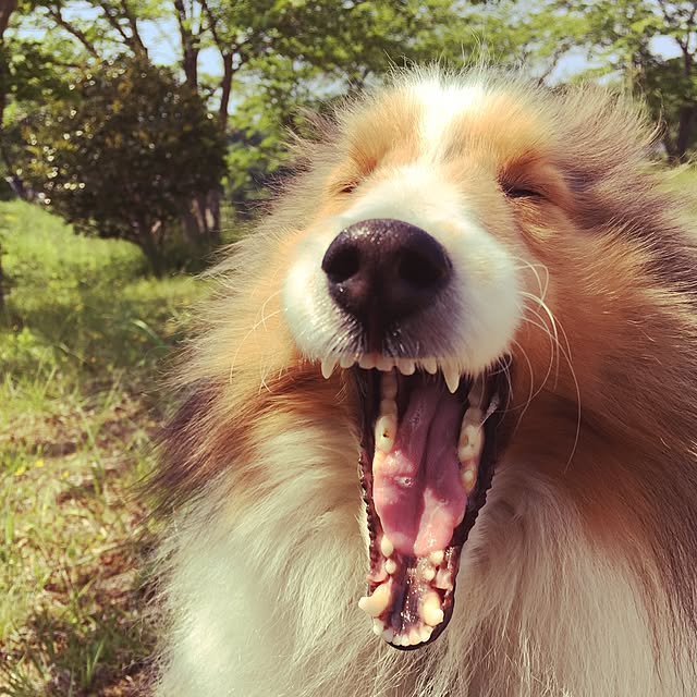 pilialohaさんの実例写真