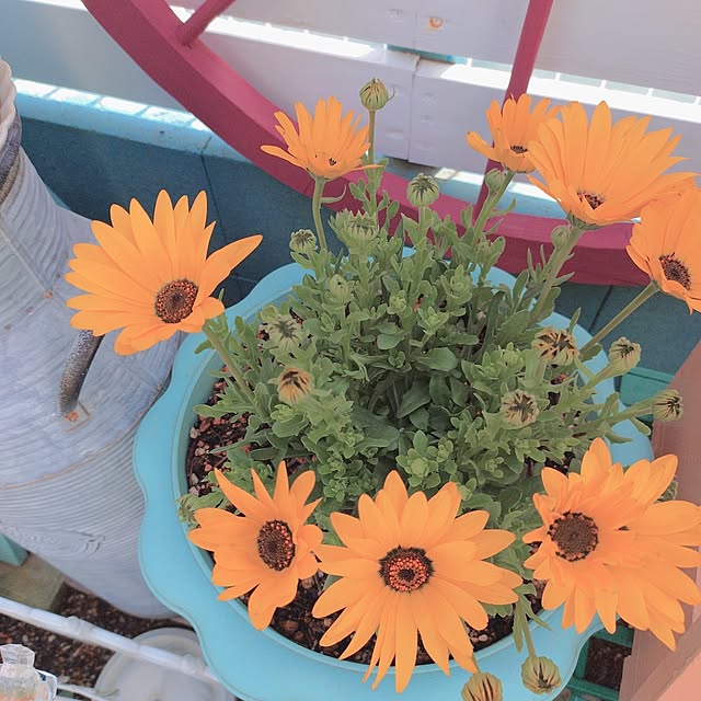 Miyumamaさんの部屋