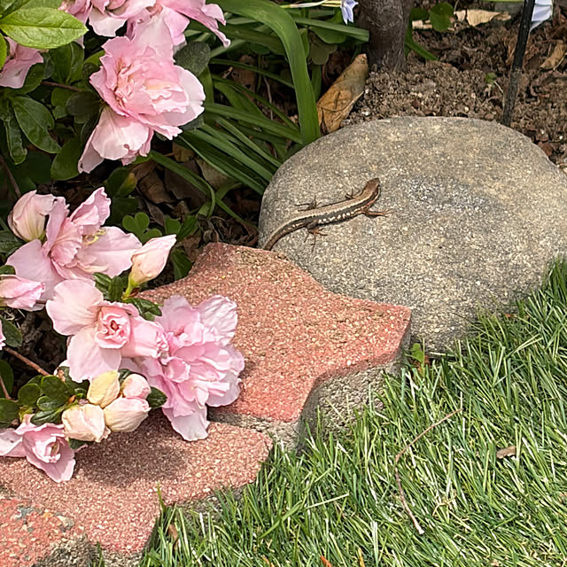 ronronさんの部屋