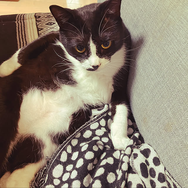 nekoさんの実例写真